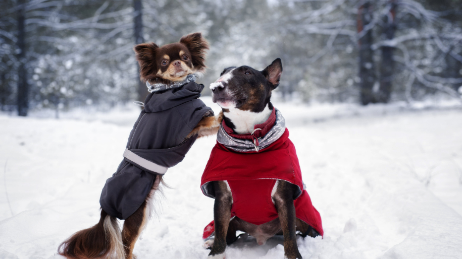 Winter Clothing for Outdoor Pets in Winter
