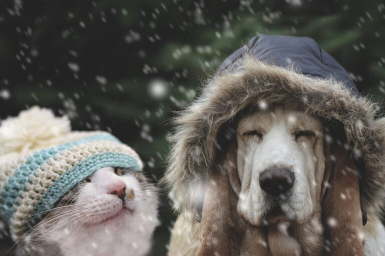 Outdoor Pets in Winter: How to Care for Your Furry Friends in 2024