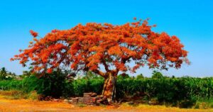 Exploring the Beauty and Benefits of the Gulmohar Plant
