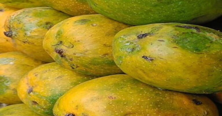 Malgova Mango: A Delightful Tropical Treat