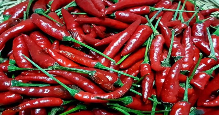 Bird’s Eye Chilli: The Fiery Spice of Culinary Delight