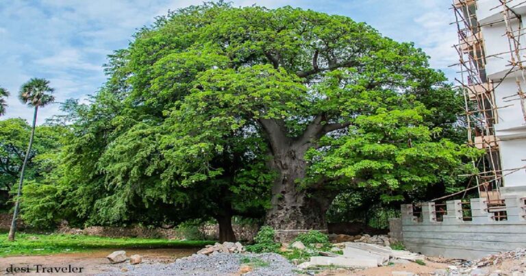 Kalpavriksha Tree: A Symbol of Divine Blessings