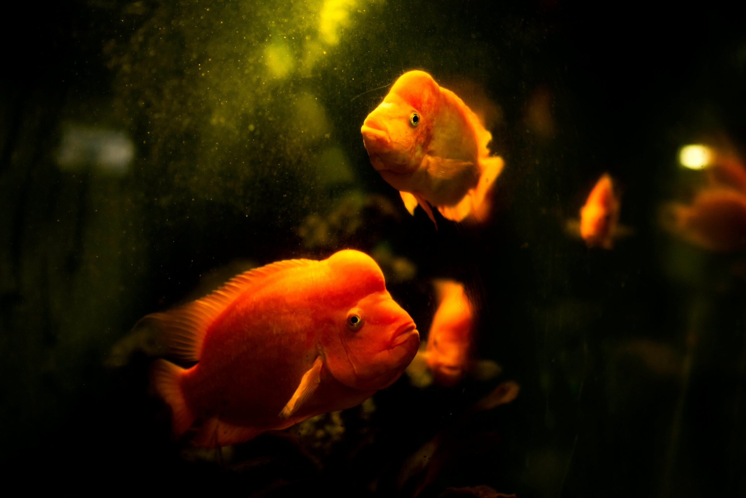 comet goldfish