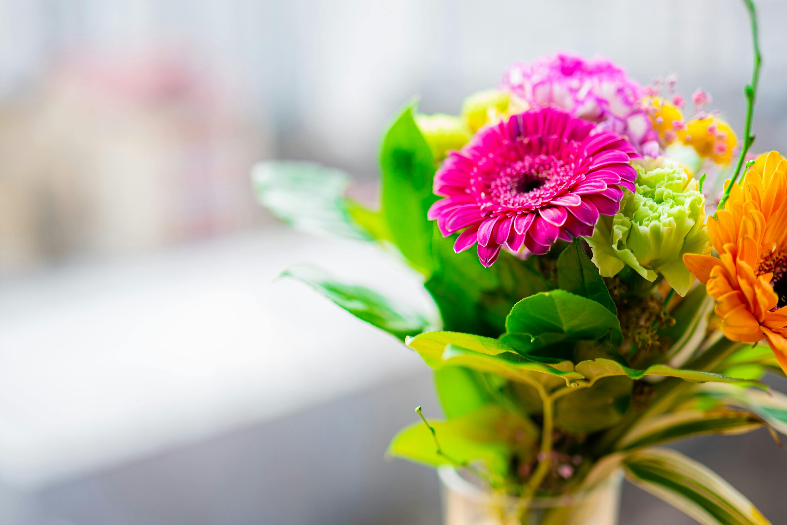 gerberas