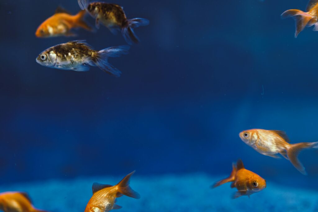 Comet Goldfish: Elegance and Grace in Aquariums