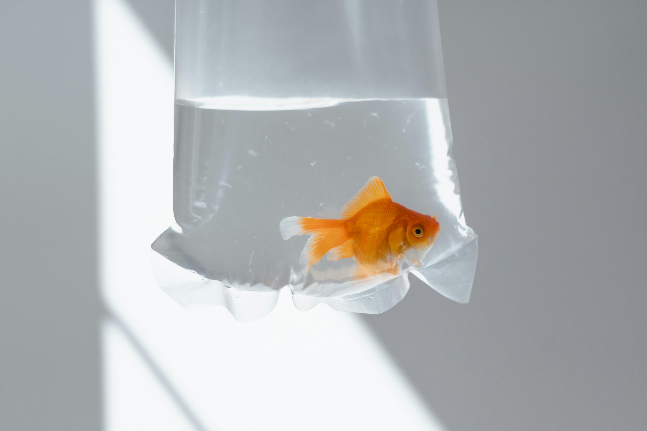 comet goldfish