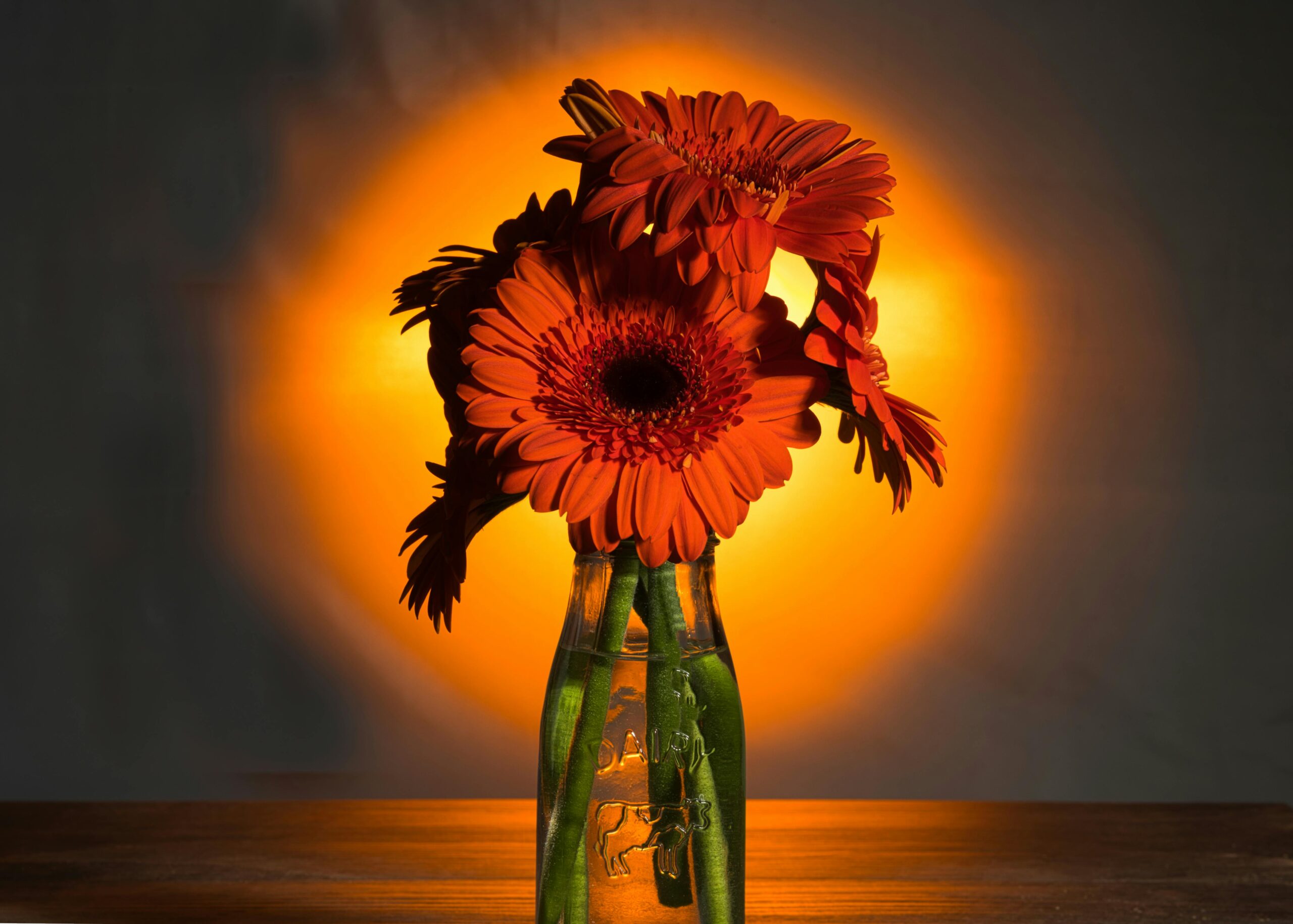 gerberas