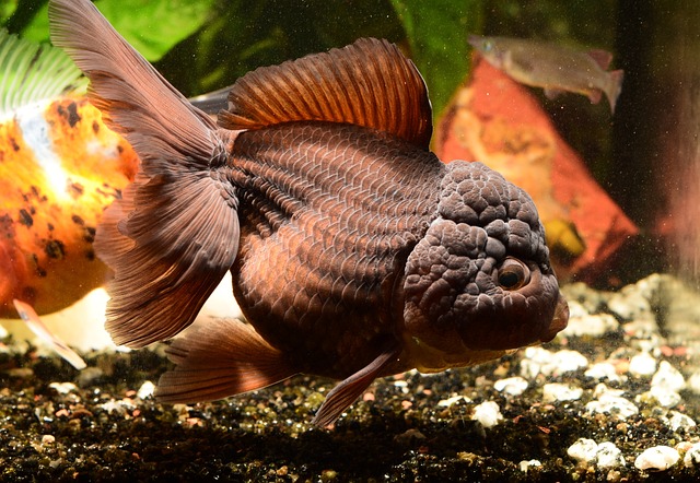 Oranda Goldfish: Elegant Hood and Graceful Beauty