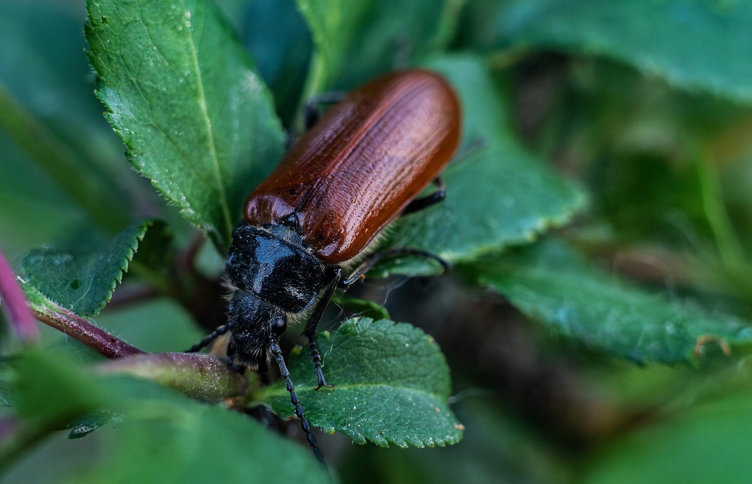 are carpet beetles harmful to humans