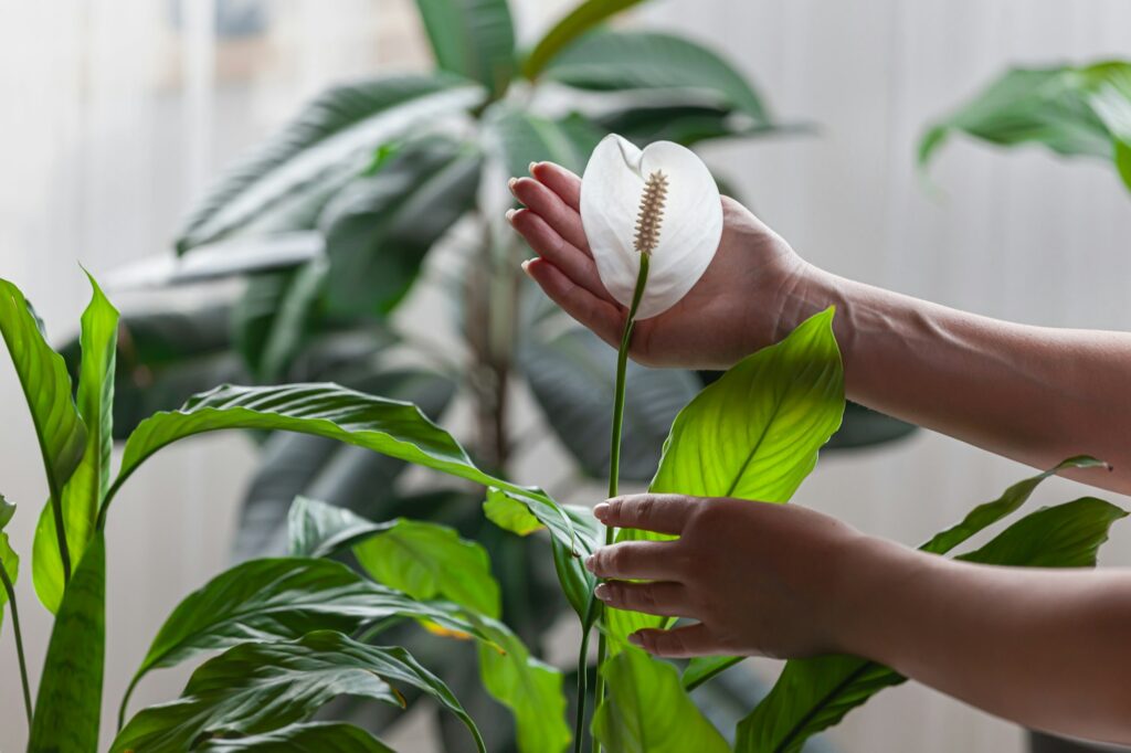 Breathe Easier with Spathiphyllum