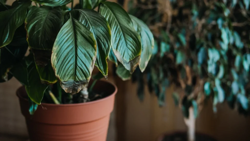 Common Problems with Spathiphyllum