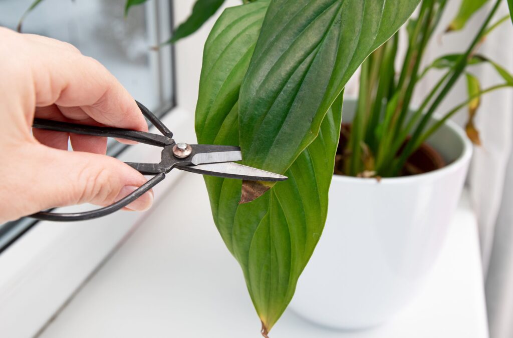 Spathiphyllum Care