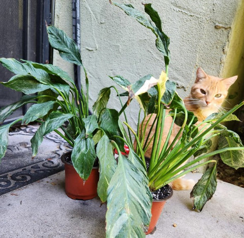 Spathiphyllum: Pet-Friendly Plant Option