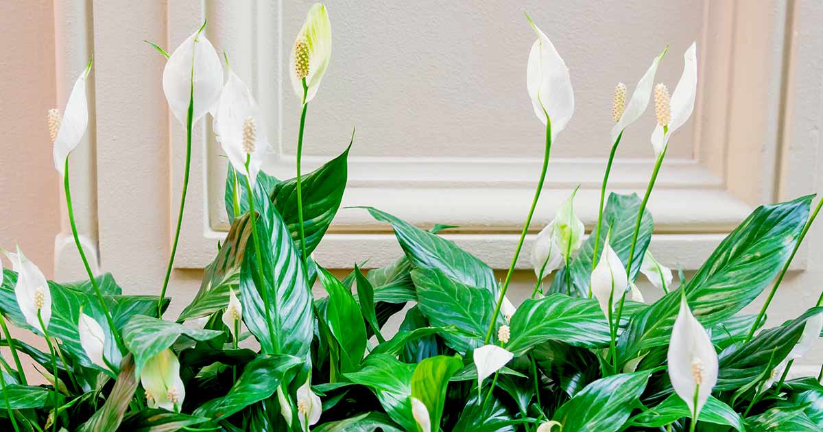 Spathiphyllum: Reasons to Love the Peace Lily for Your Home