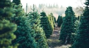 Finding the Perfect Christmas Tree Lots Near Me: A Comprehensive Guide for 2024