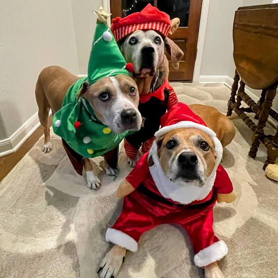 christmas elves