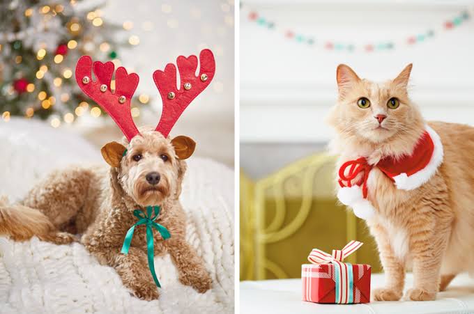 Christmas Elves: Fun and Creative Ways to Celebrate the Holidays with Your Pets